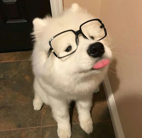 Samoyed dog wearing square black glasses, playfully sticking tongue out